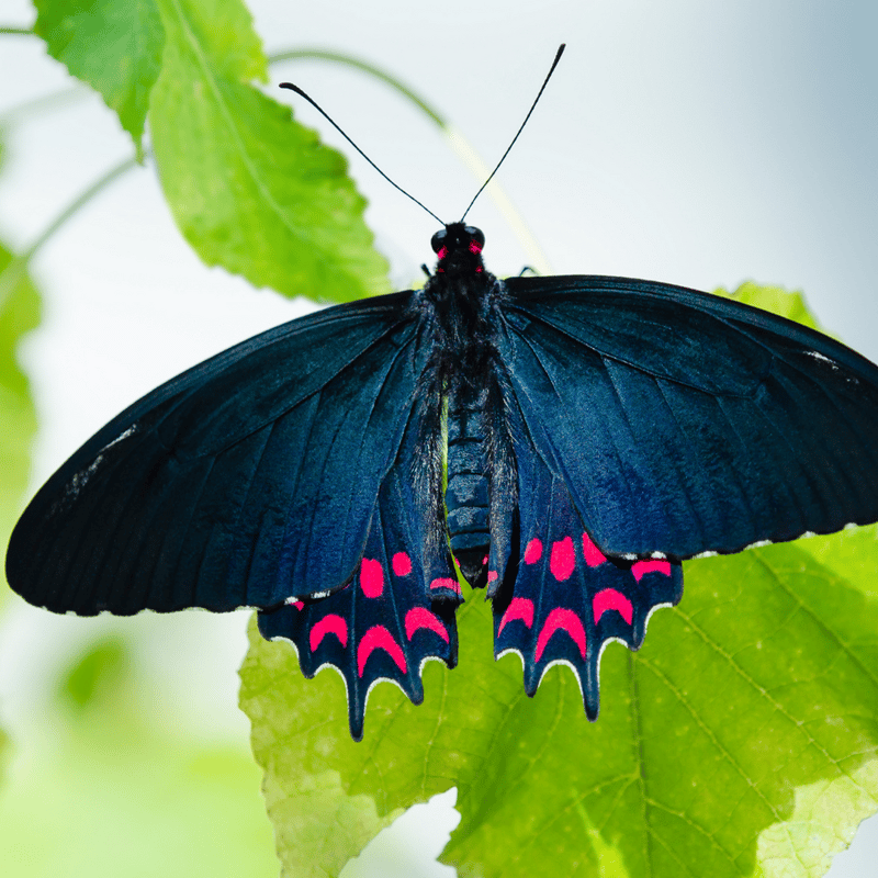 Pink Spotted Cattleheart Butterfly, Costa Rica