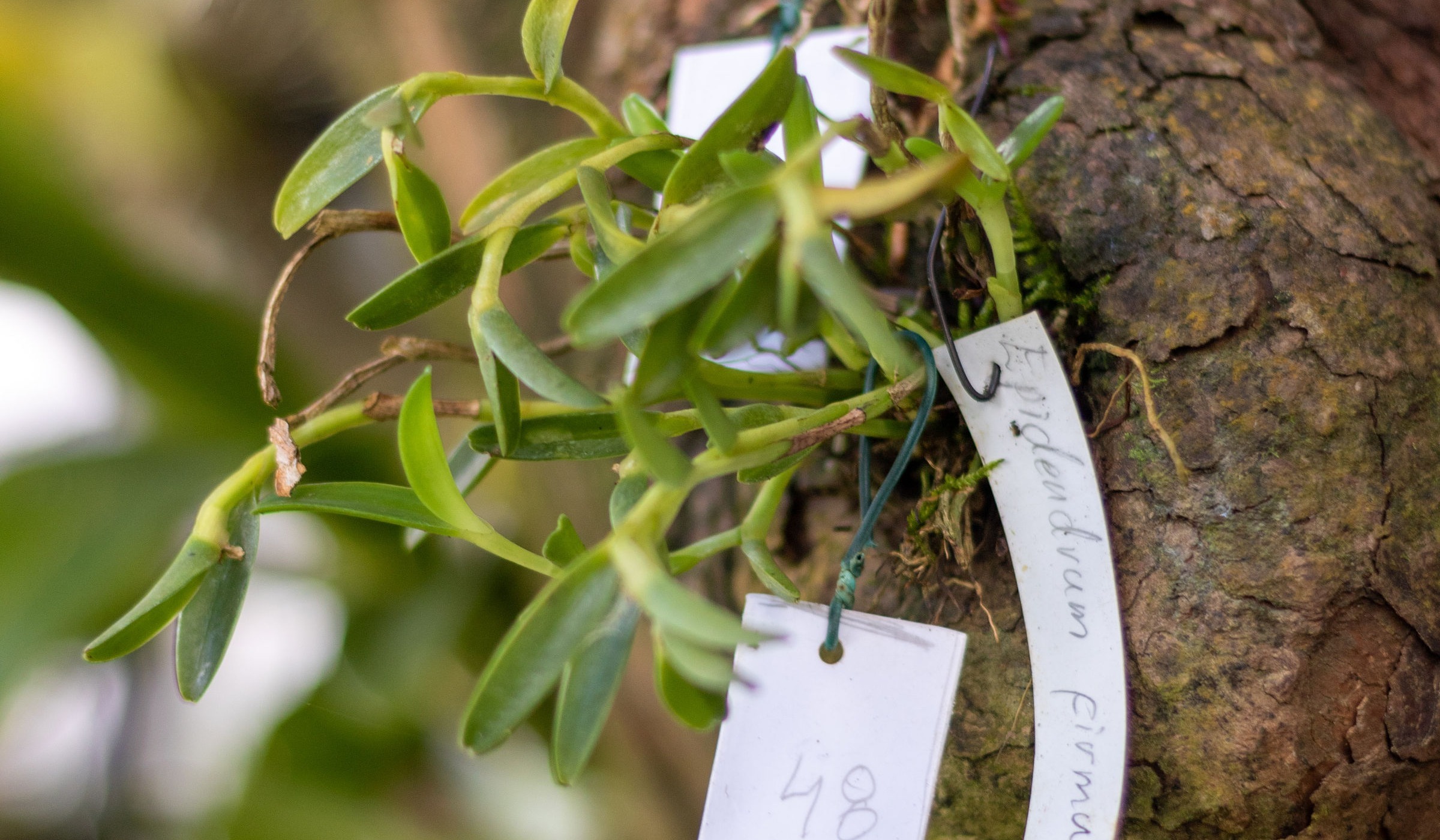 Karens Orchid Collection 2