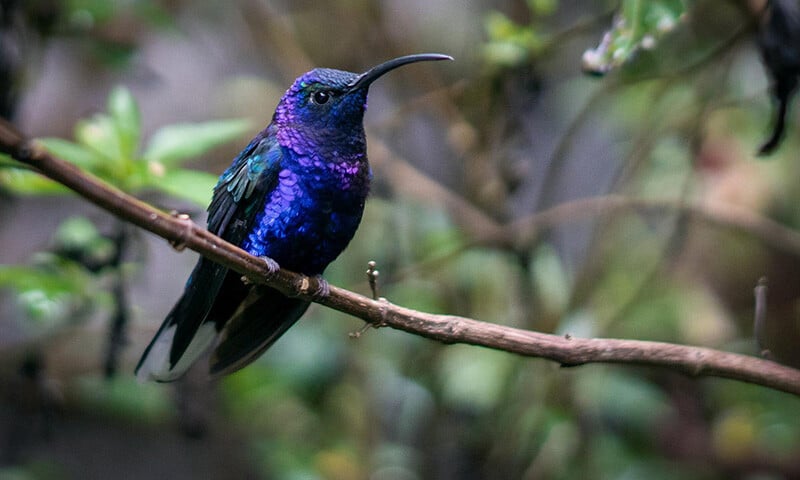 The Year Ahead in Monteverde, Costa Ricas Birding Paradise (10)