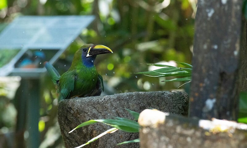 The Year Ahead in Monteverde, Costa Ricas Birding Paradise (11)