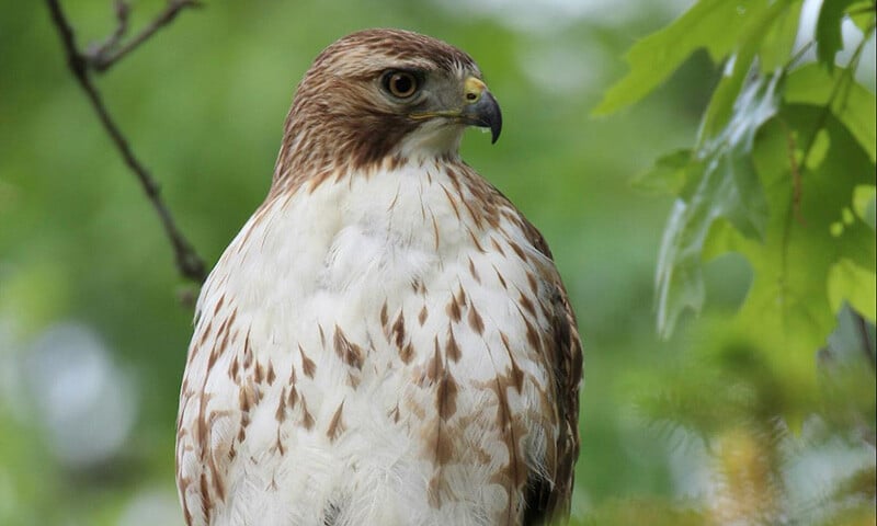 The Year Ahead in Monteverde, Costa Ricas Birding Paradise (5)