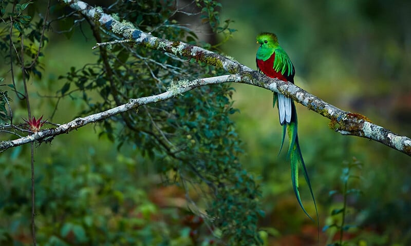 The Year Ahead in Monteverde, Costa Ricas Birding Paradise (6)