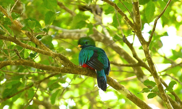 The Year Ahead in Monteverde, Costa Ricas Birding Paradise (7)