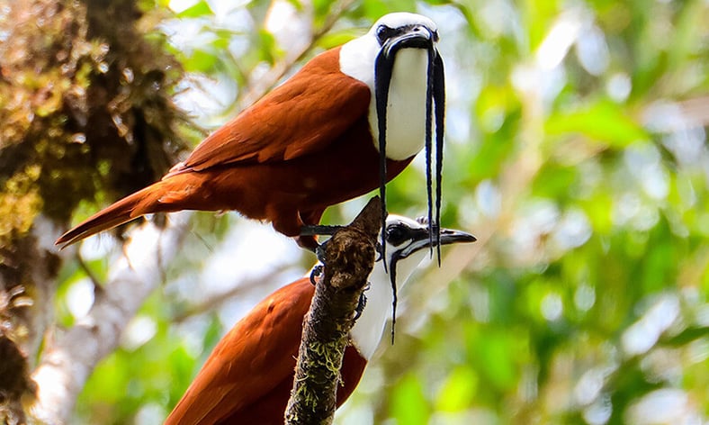 The Year Ahead in Monteverde, Costa Ricas Birding Paradise (8)