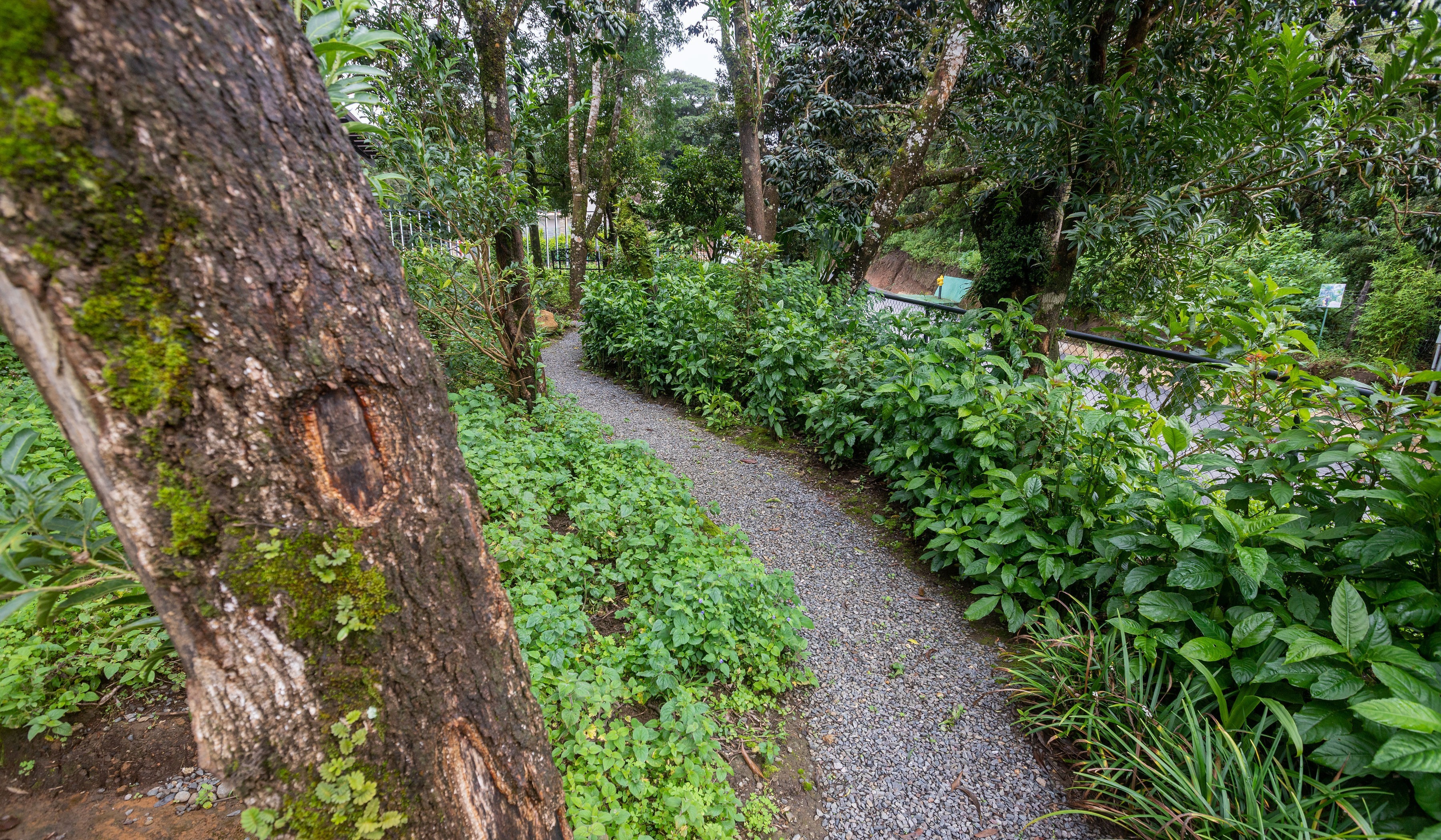 Ocotea Hotel ́s front garden 06