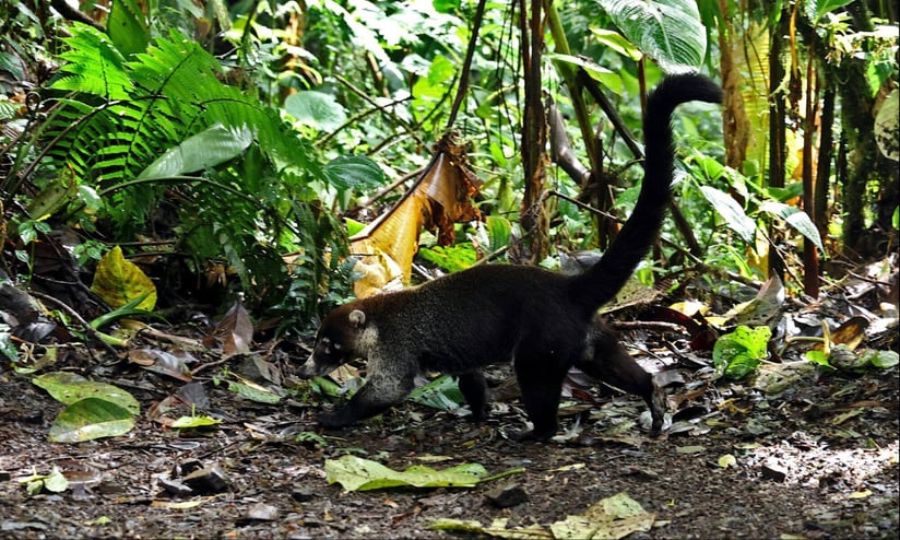 Coati Crossing All About Our Neighbor, the Pizote (3)