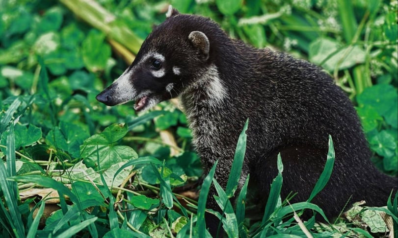 Coati Crossing All About Our Neighbor, the Pizote (4)