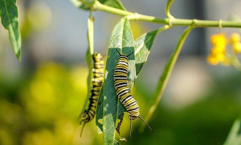 The Life and Times of Monteverde’s Mariposas (11)