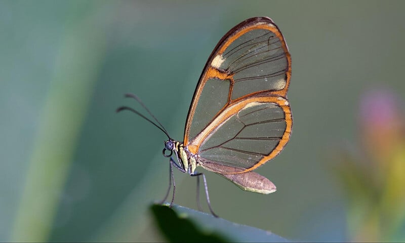 The Life and Times of Monteverde’s Mariposas (13)