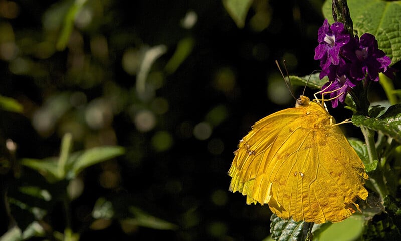 The Life and Times of Monteverde’s Mariposas (15)