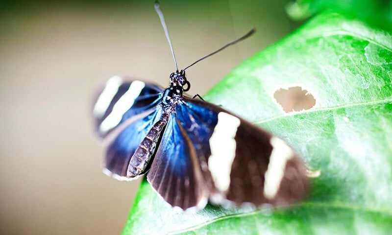 The Life and Times of Monteverde’s Mariposas (6)