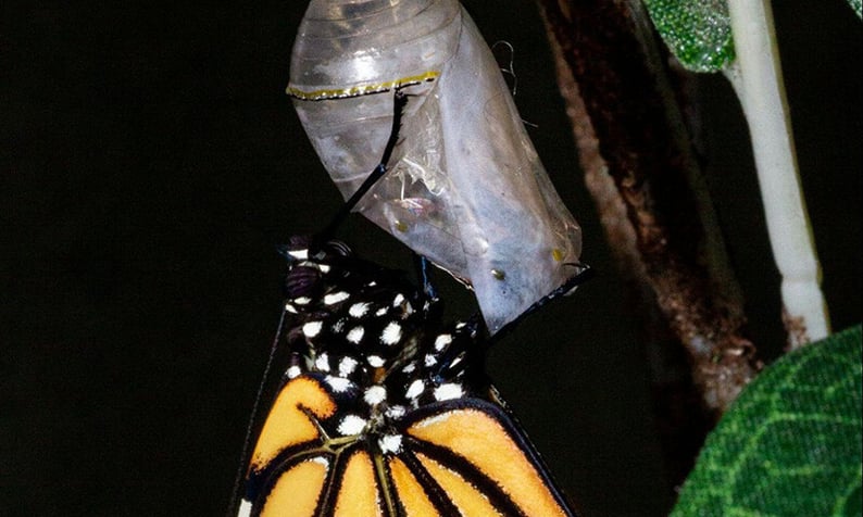 The Life and Times of Monteverde’s Mariposas (7)