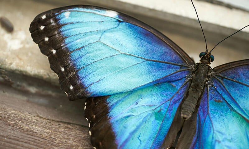 The Life and Times of Monteverde’s Mariposas (9)