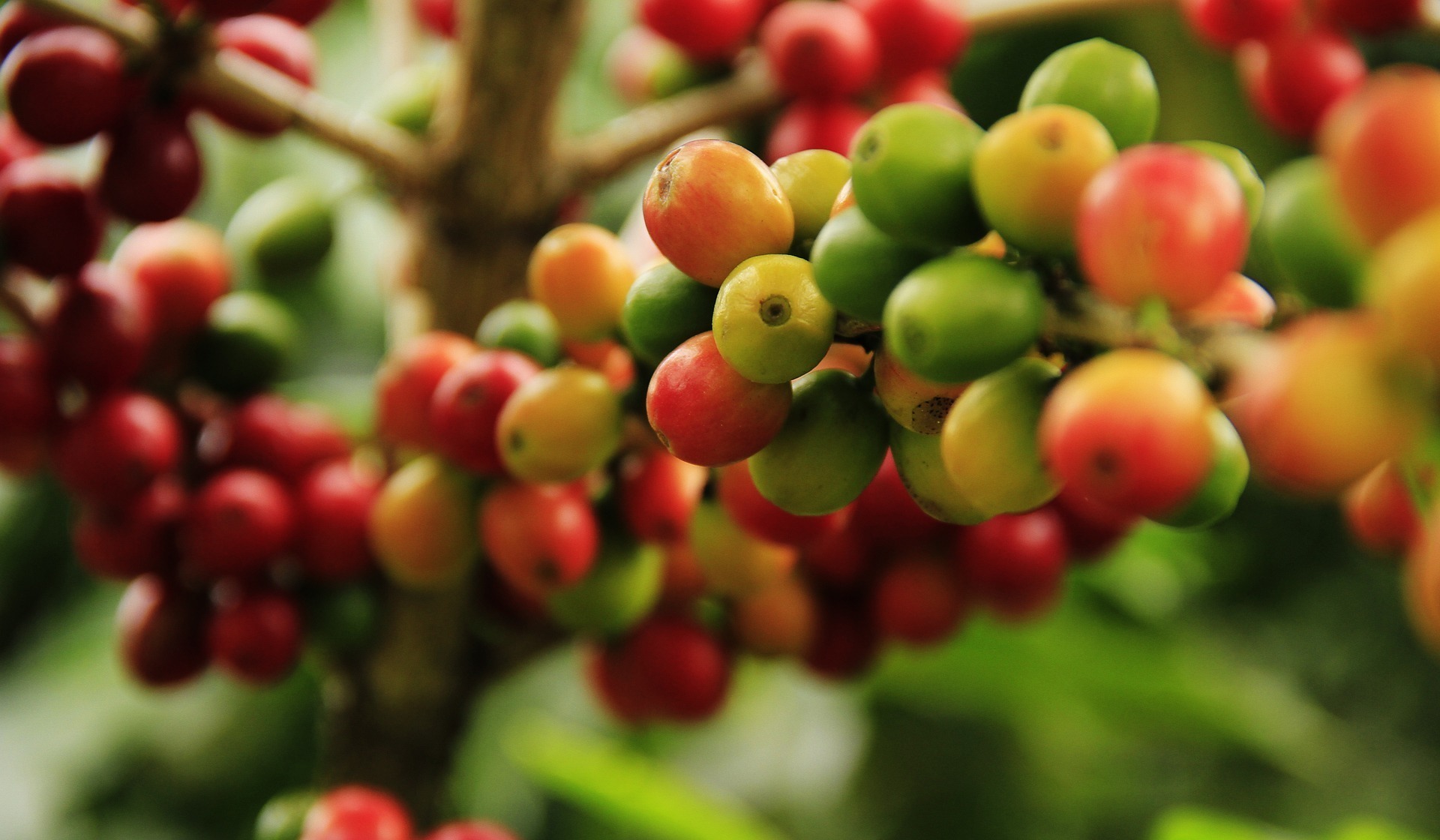 coffee-grains-g551ce309d_1920