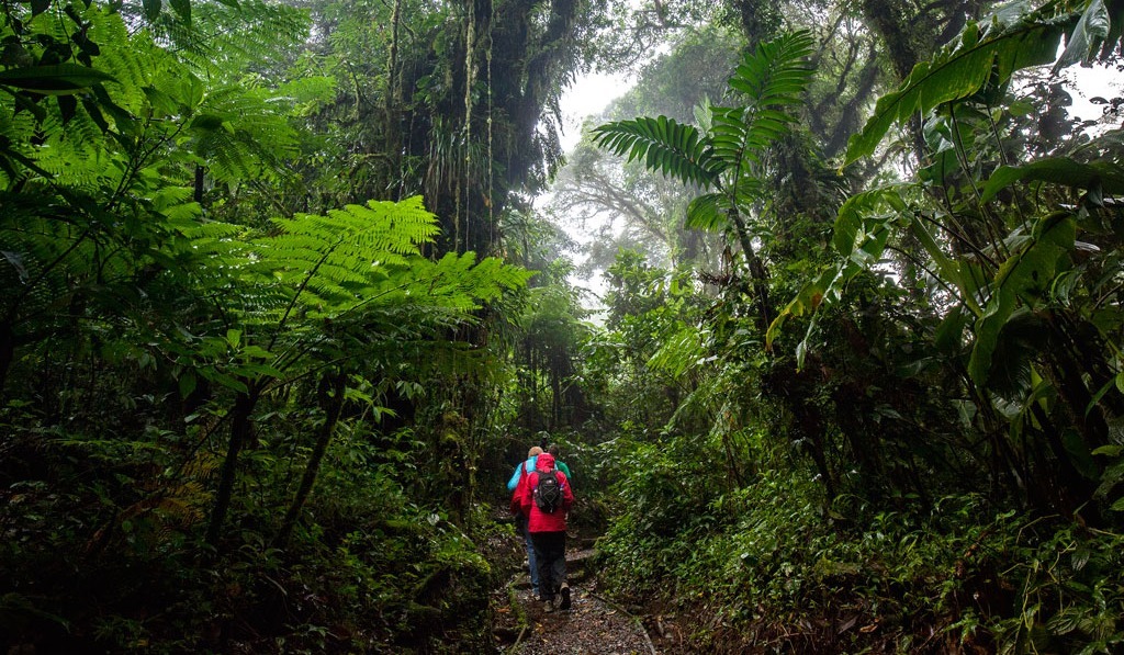 Ocotea Reserva SE 19