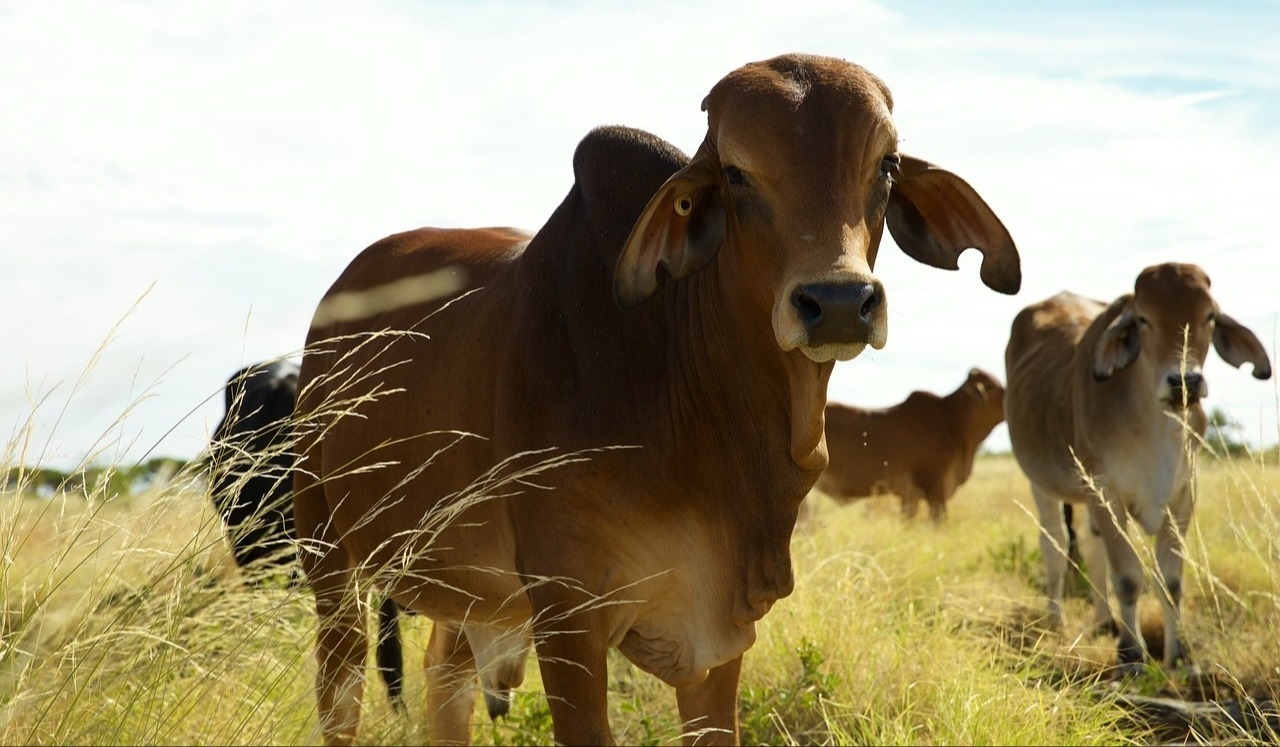 Brahman