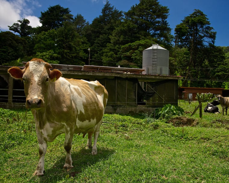 Ocotea Terra Viva 4