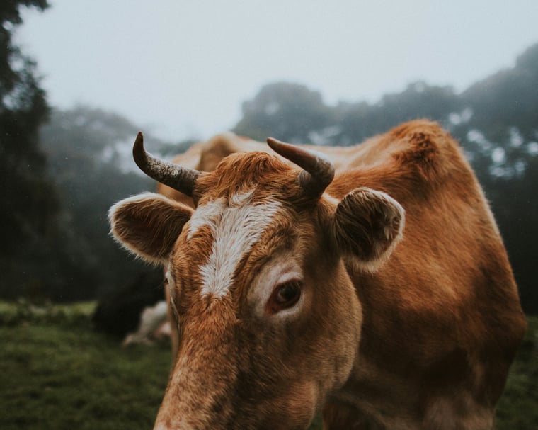 ivana-cajina-19MqG0yRIDc-unsplash (1)