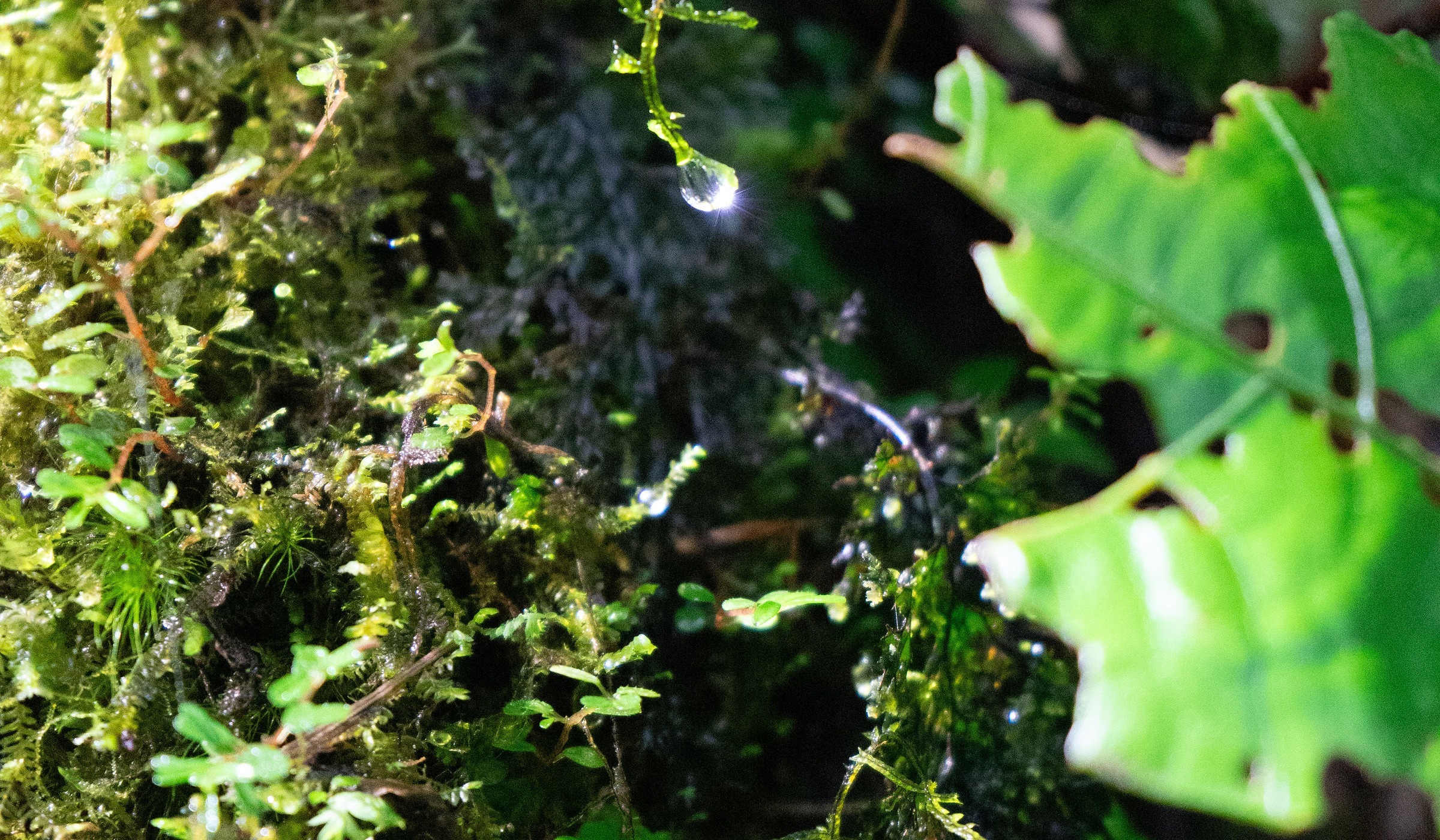 reservastaelena-monteverde-29