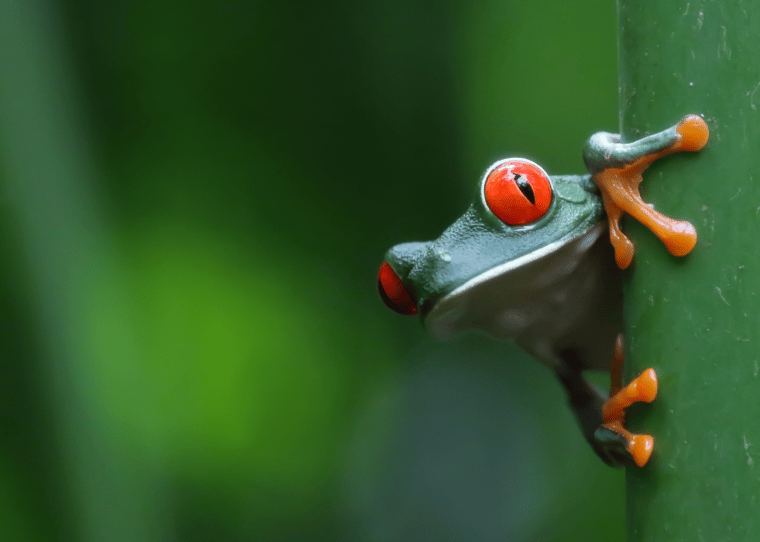 Frog Costa Rica