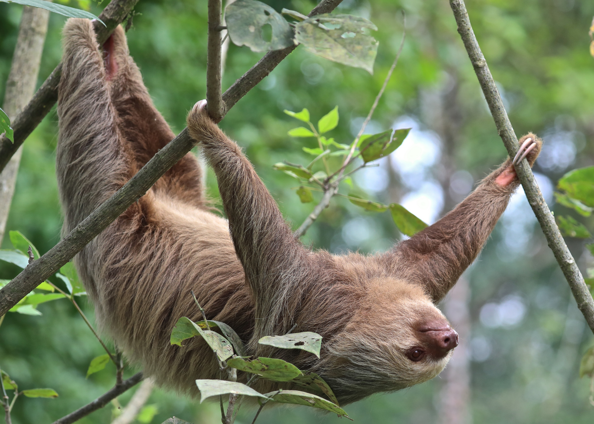 Sloth, Monteverde, Costa Rica