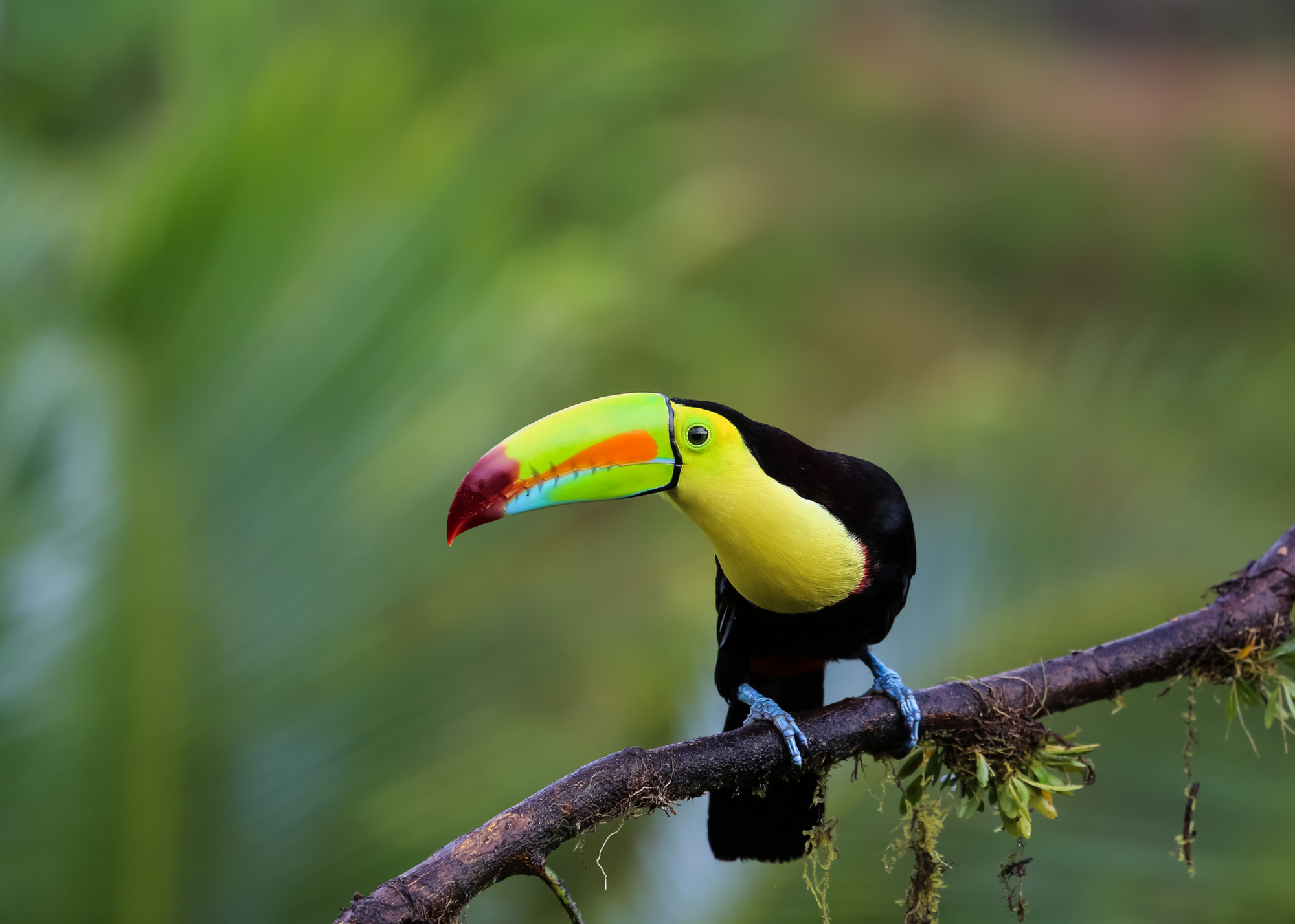 Toucan, Monteverde, Costa Rica
