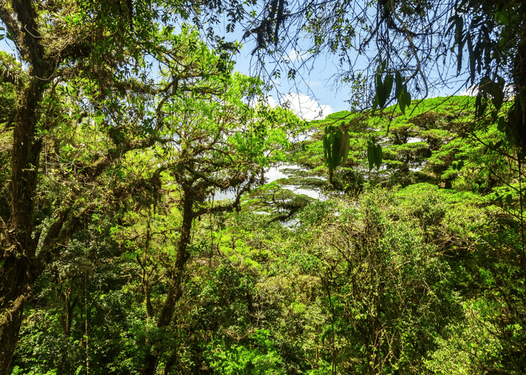 Cloud forest Costa Rica