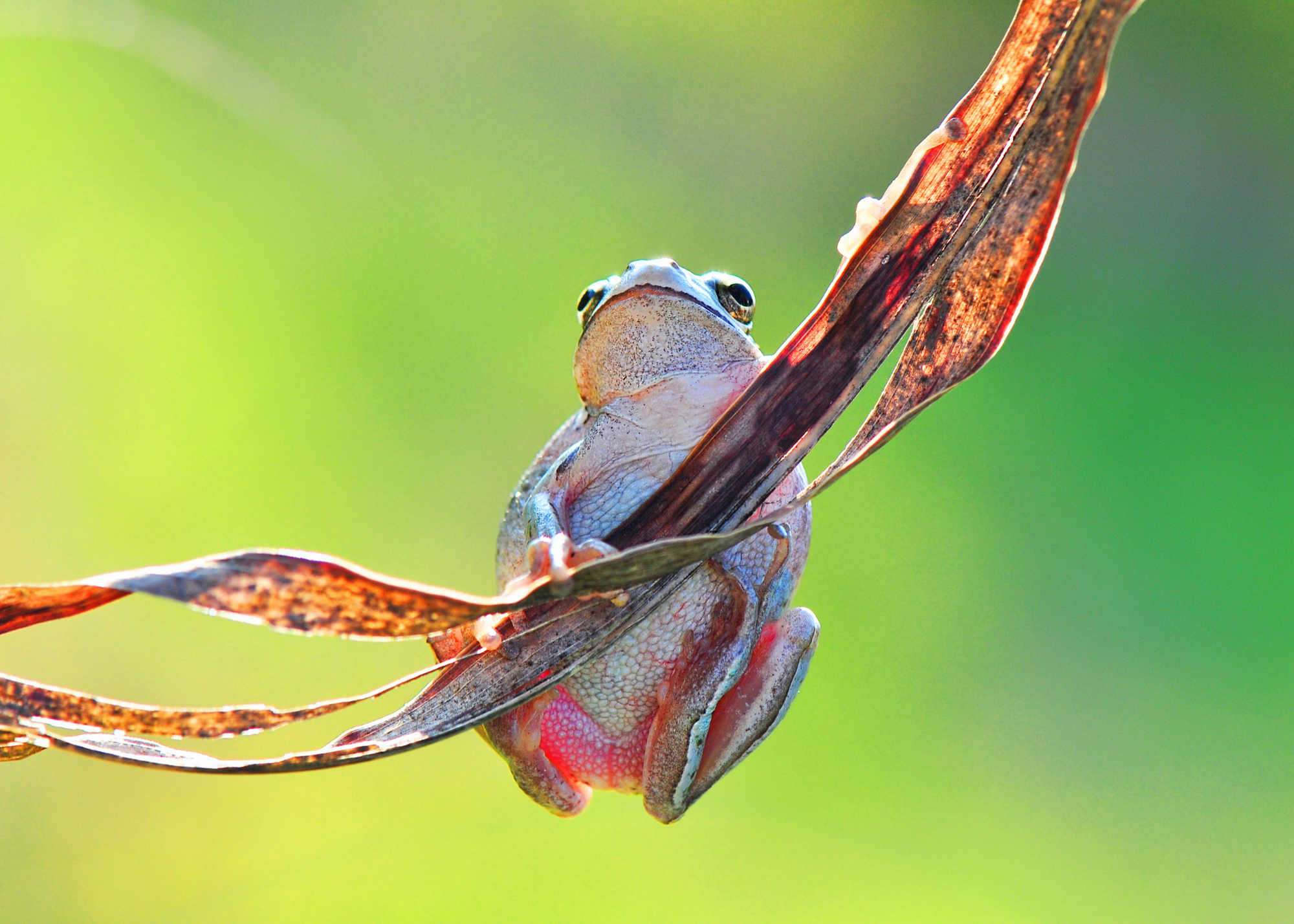 Frog, Costa Rica