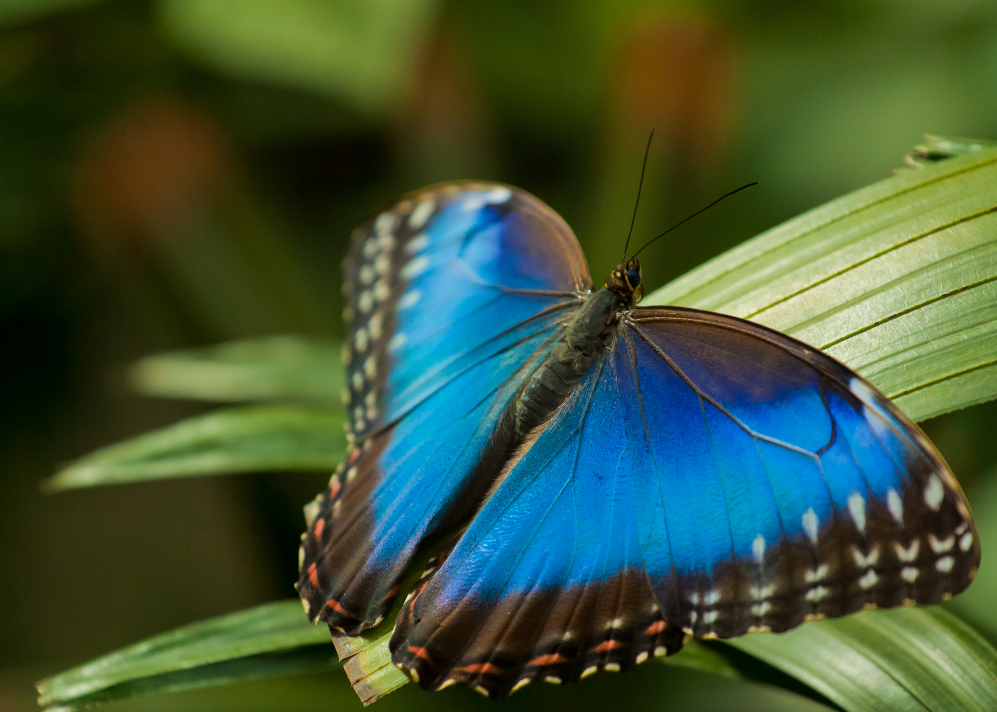 Morpho butterfly, Costa Rica