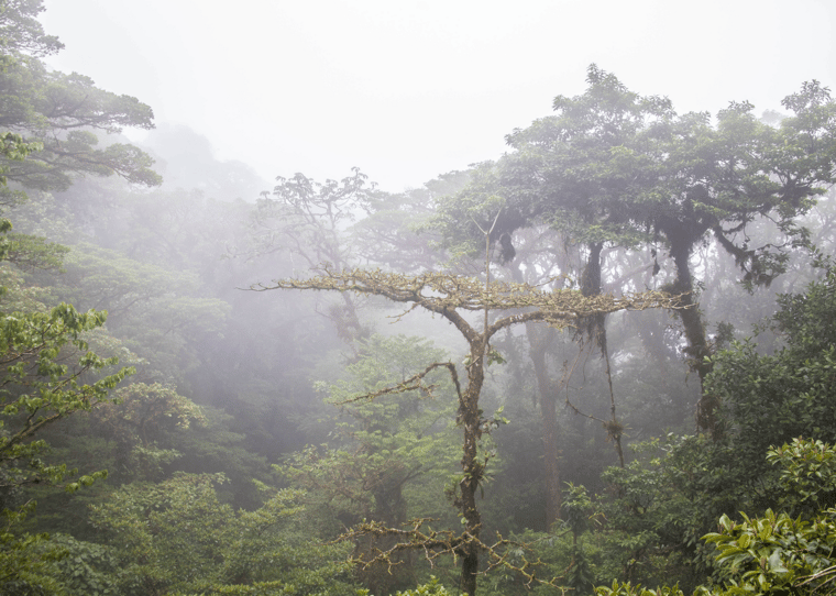 Rainforest, Costa Rica