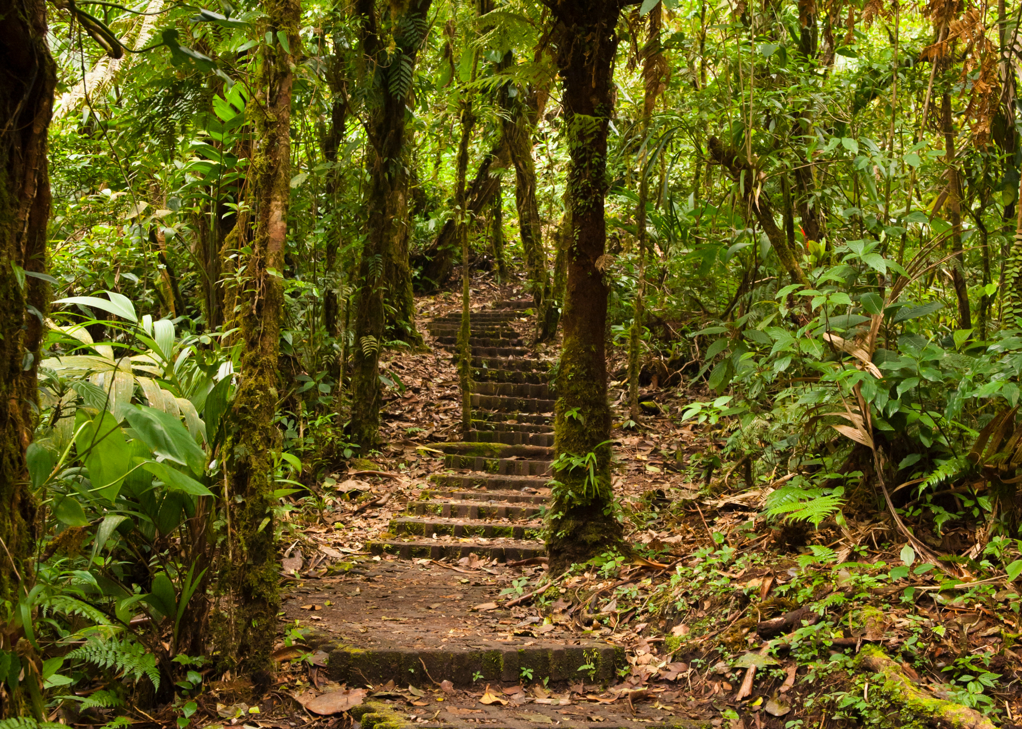 Forest trails, Costa Rica
