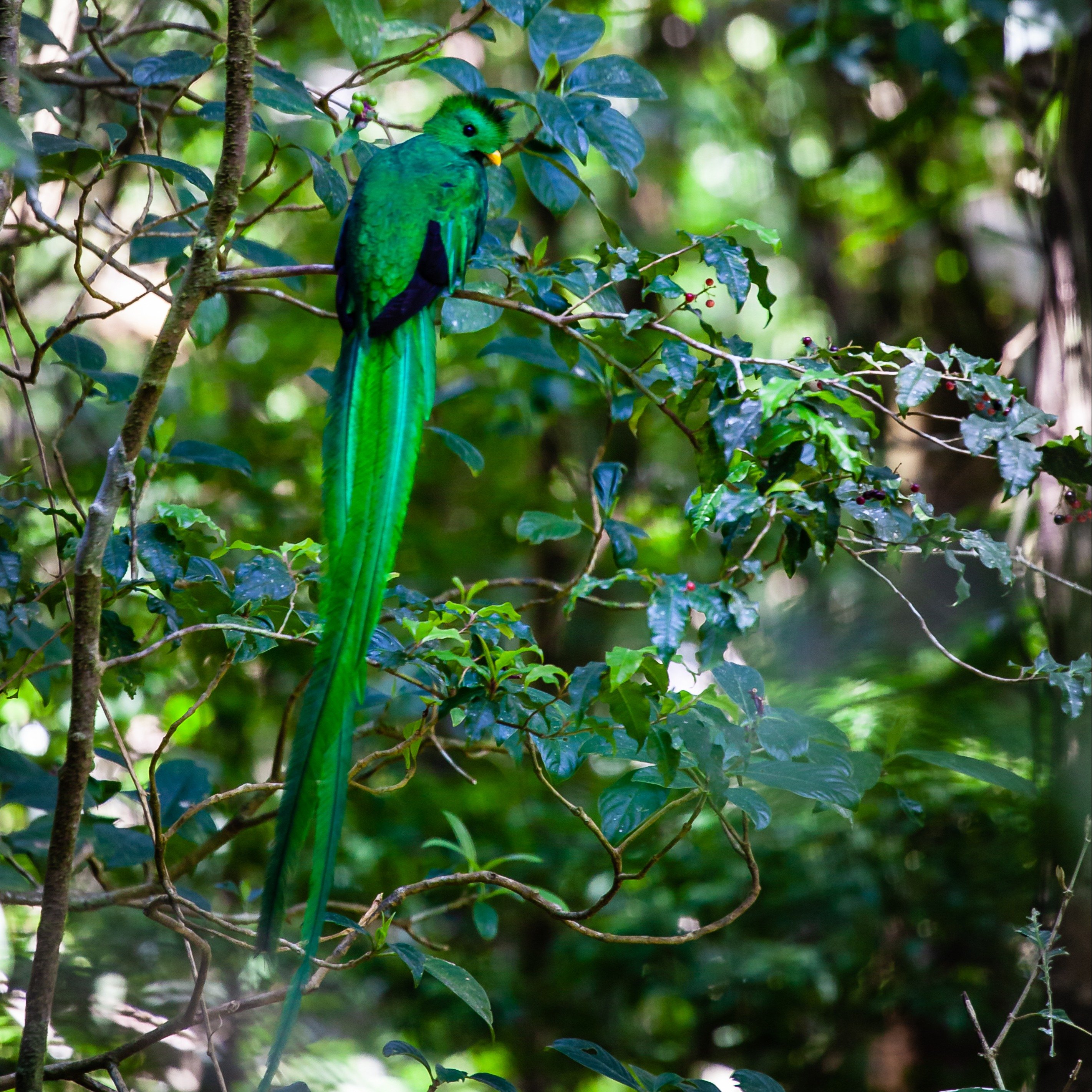 Quetzal, Monteverde, Costa Rica