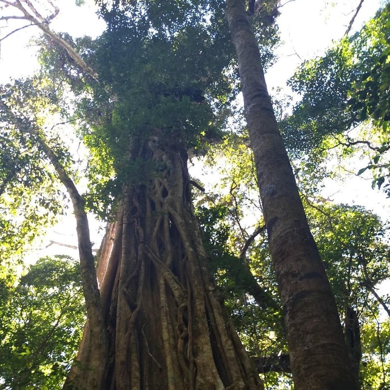 Reserva Curicancha, Costa Rica