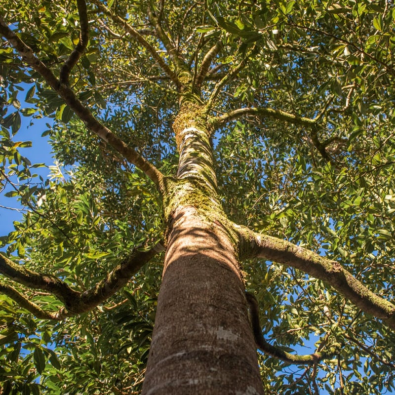 Ocotea Tree at Ocotea Boutique Hotel, Monteverde