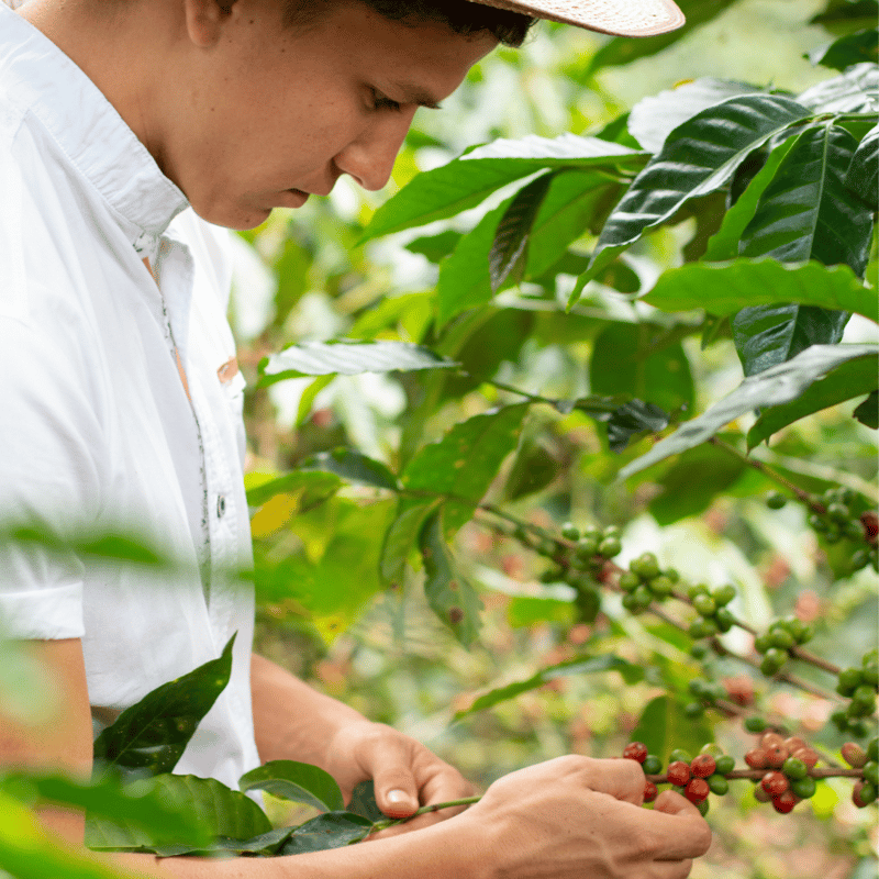 Planting coffee