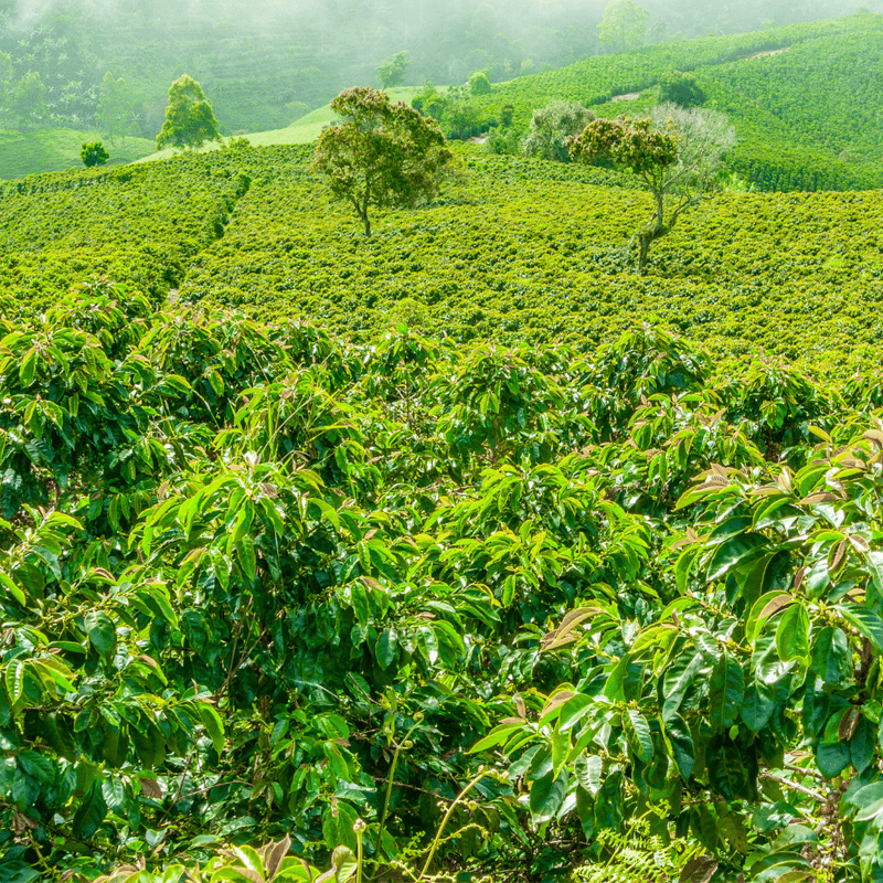 Coffee plantation