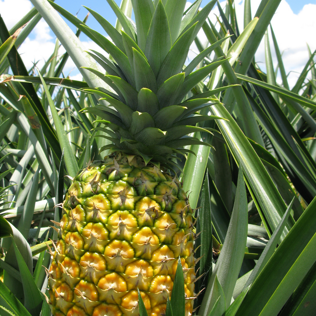 Piña or Pineapple, Costa Rican fruits