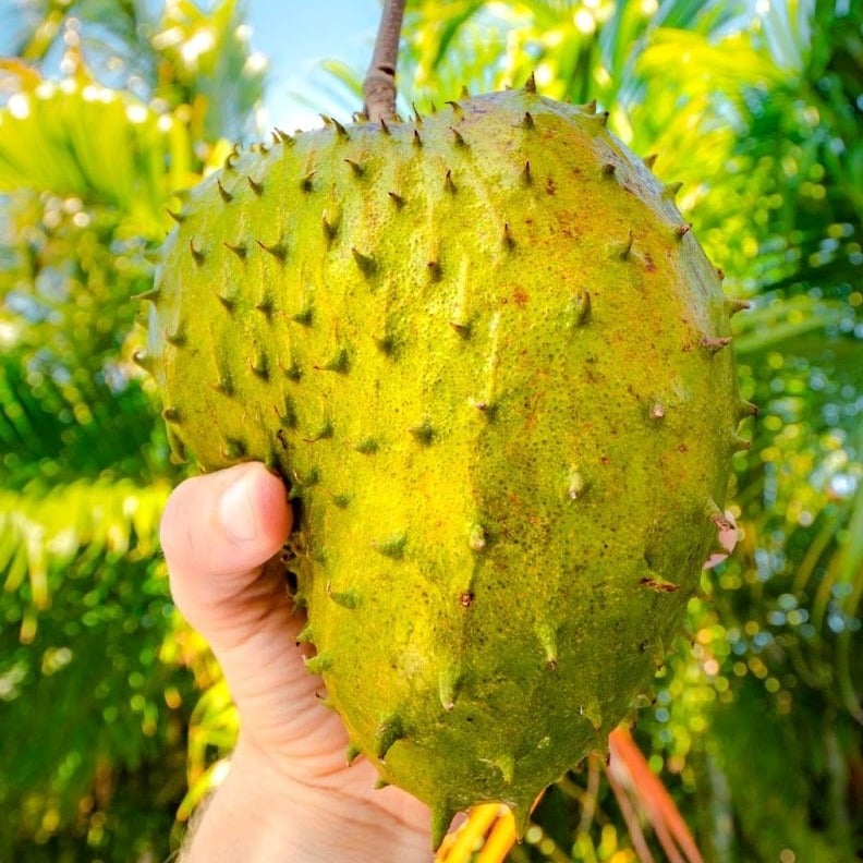 Guanábana or Soursop, Costa Rican fruits
