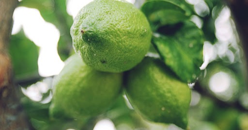 Lima or Limes, Limon en Costa Rica