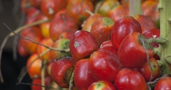 Peach Palm Fruit, Pejibaye