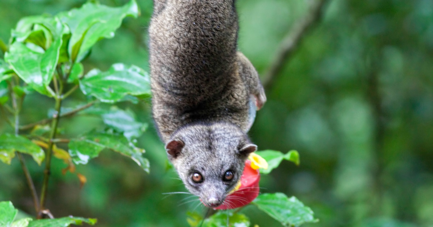Fauna de Monteverde