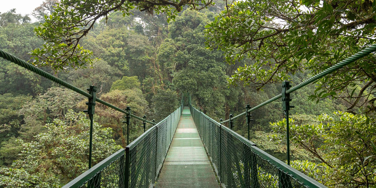 A Brief Guide to the Monteverde Cloud Forest
