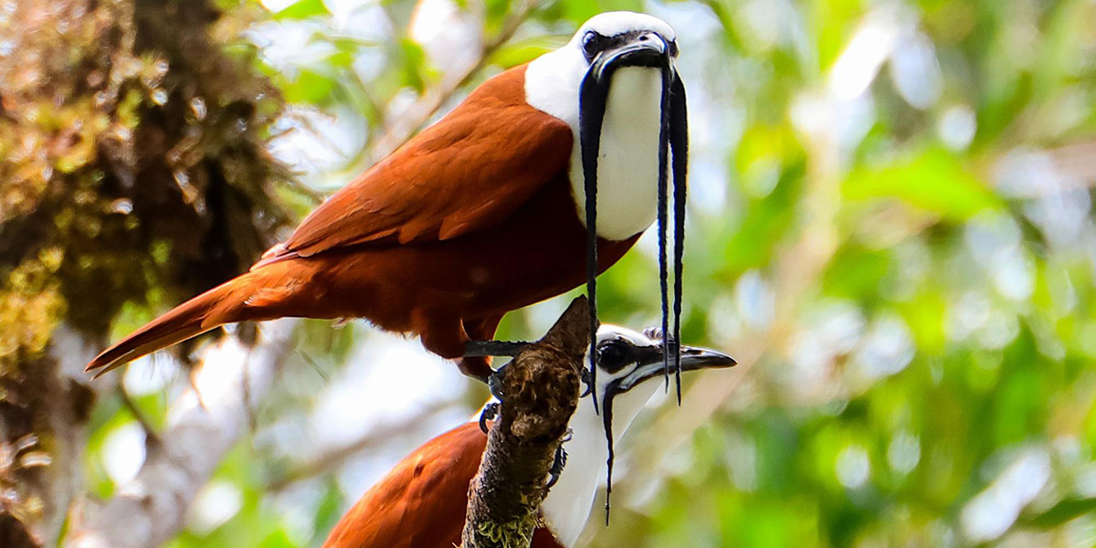Bird Watching in Costa Rica