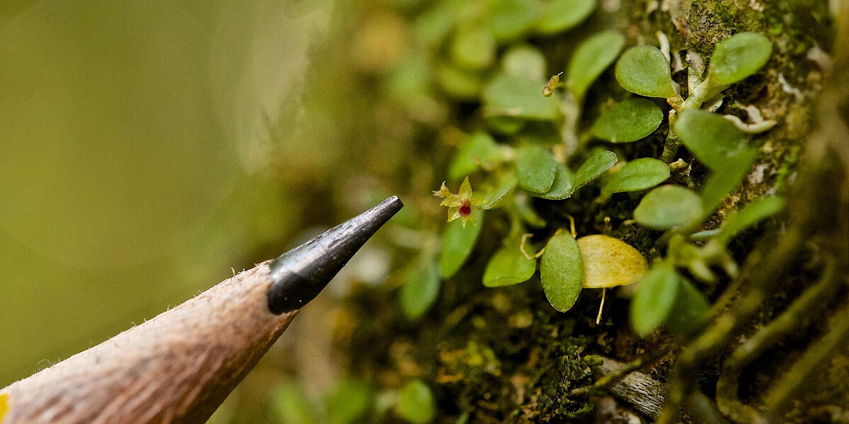 Aerial Plants in the Cloud Forest: Fascinating Families of Epiphytes