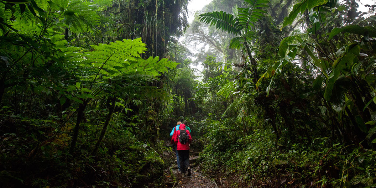 Discovering Monteverde Cloud Forest Through Trails & Tours