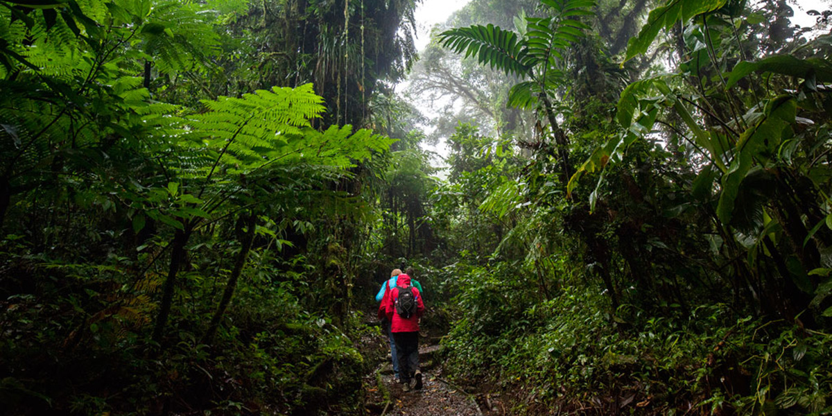 Discovering Monteverde Cloud Forest Through Trails & Tours