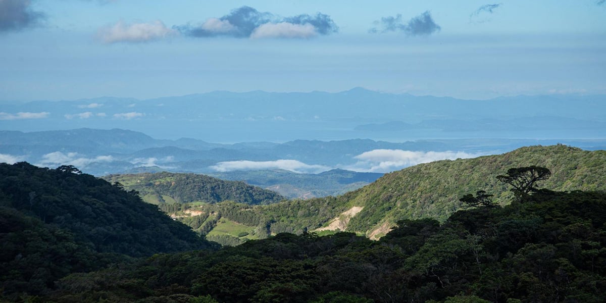 Rise Up Along the Treetop Walkways in the Monteverde Reserves 