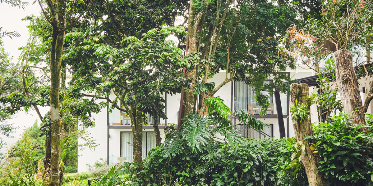 A Story of Discovery and the Damas Tree