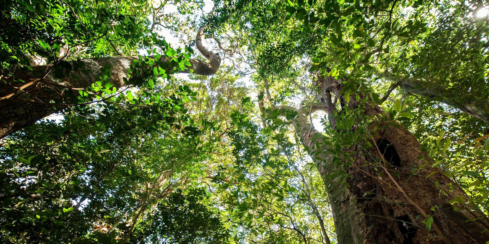 Five Fun Facts About the Monteverde Cloud Forests