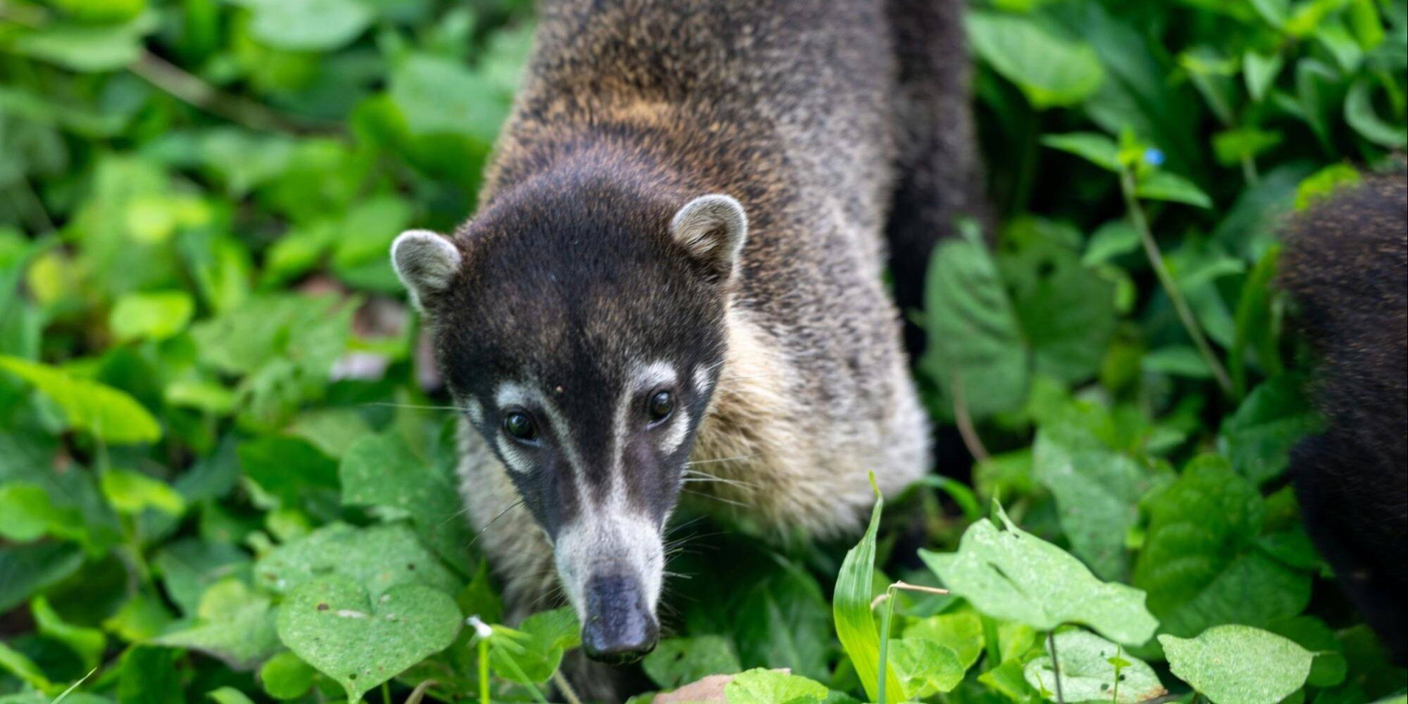 Coati Crossing | All About Our Neighbor, the Pizote